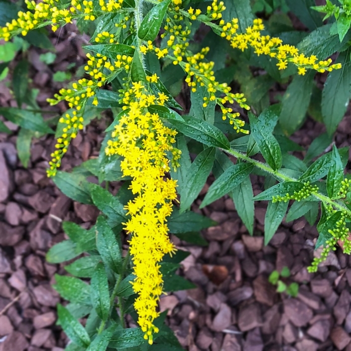 Солидаго морщинистое