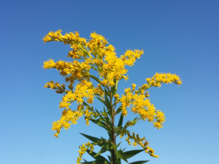 Solidago gigantea