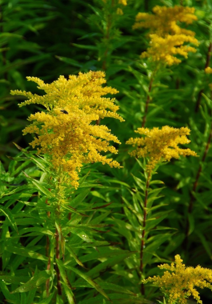 Solidago missouriensis