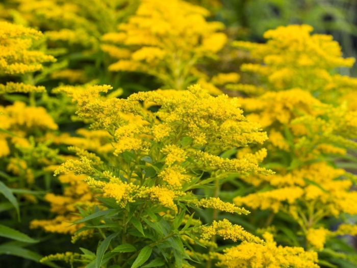 Золотарник солидаго