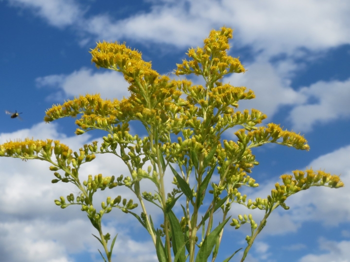 Solidago chilensis