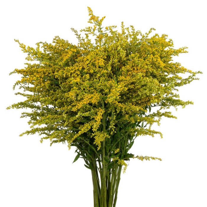 Солидаго карзан глори