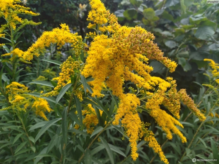 Золотарник жозефина