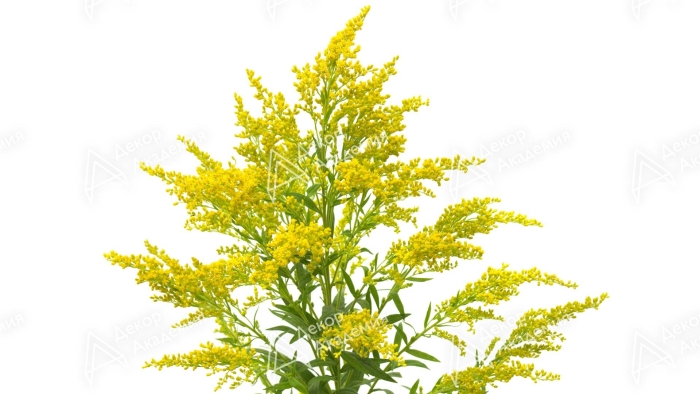 Золотарник солидаго