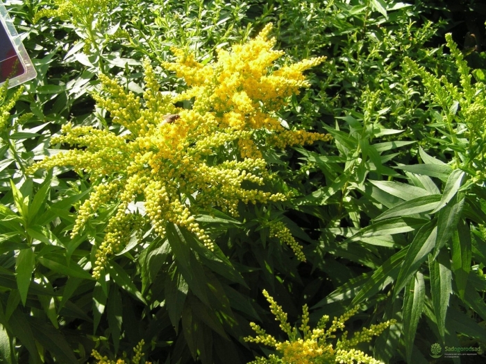 Золотарник северная мимоза