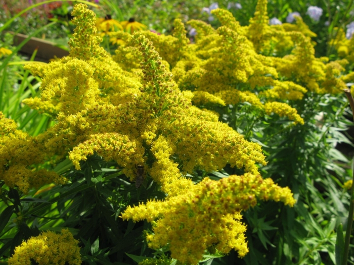 Солидаго золотарник патио