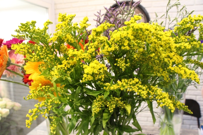 Солидаго зелень