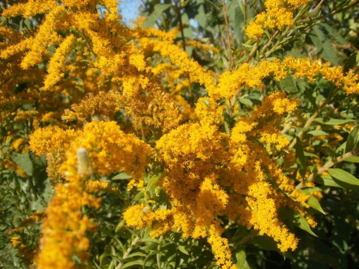 Золотарник даурский (solidago dahurica)
