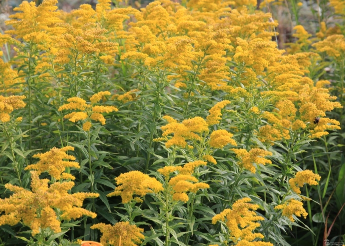 Золотарник солидаго