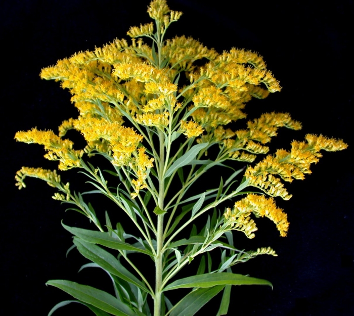 Золотарник канадский