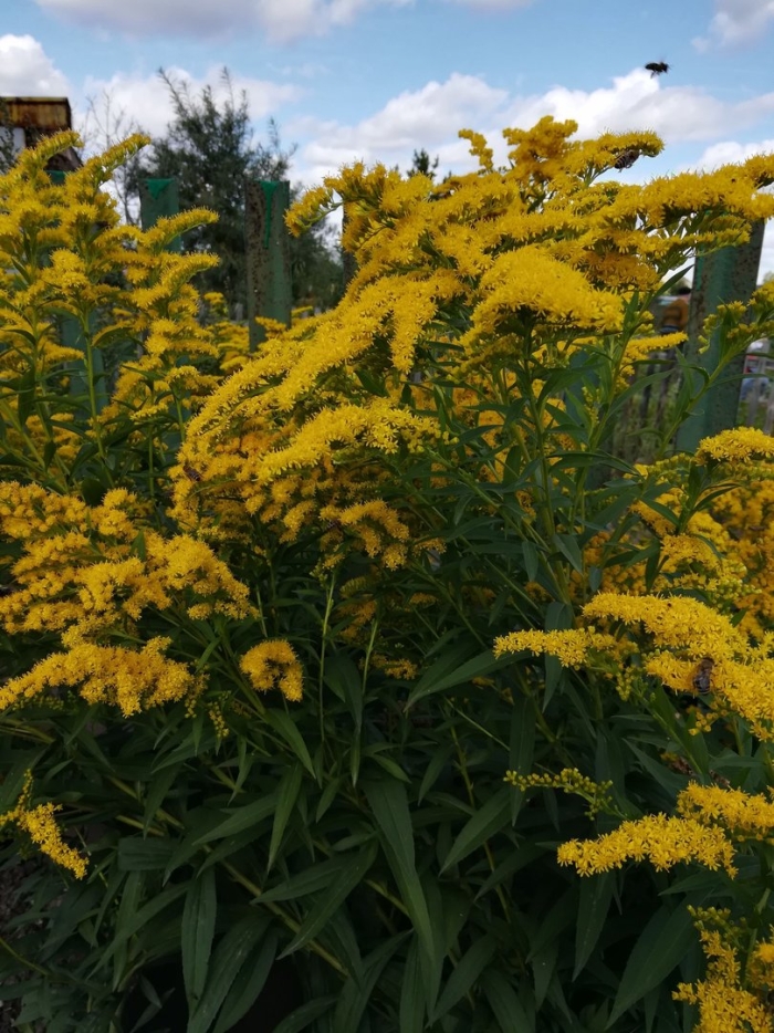 Золотарник солидаго