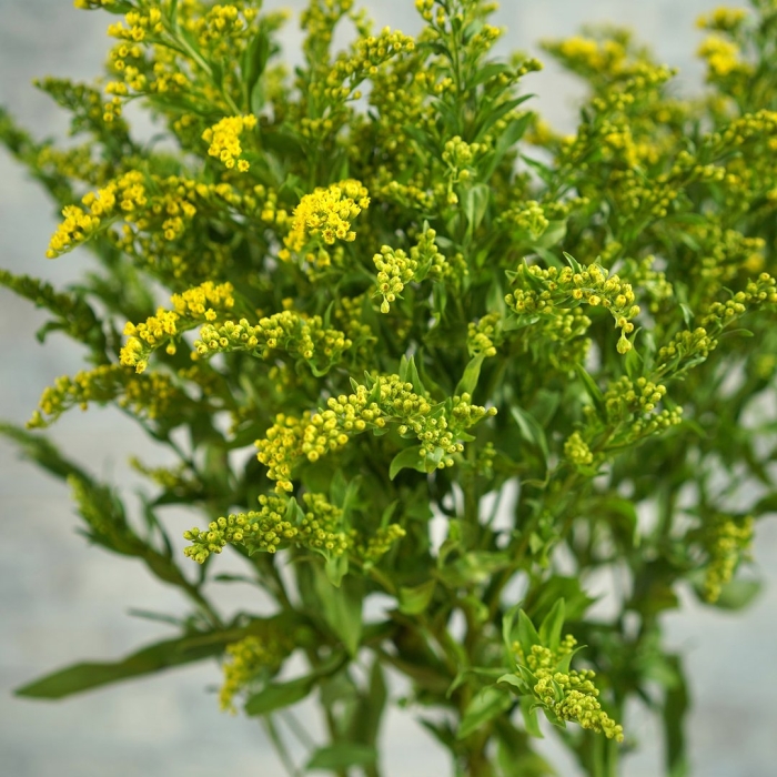 Солидаго грин