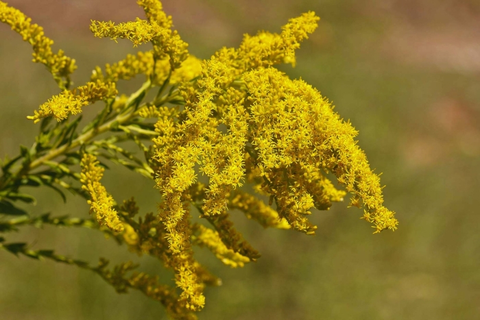 Золотарник канадский (solidago canadensis)