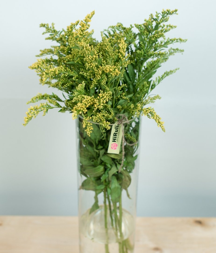 Солидаго грин