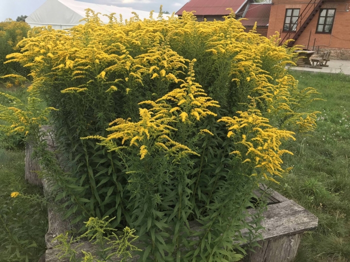 Золотарник канадский жозефина