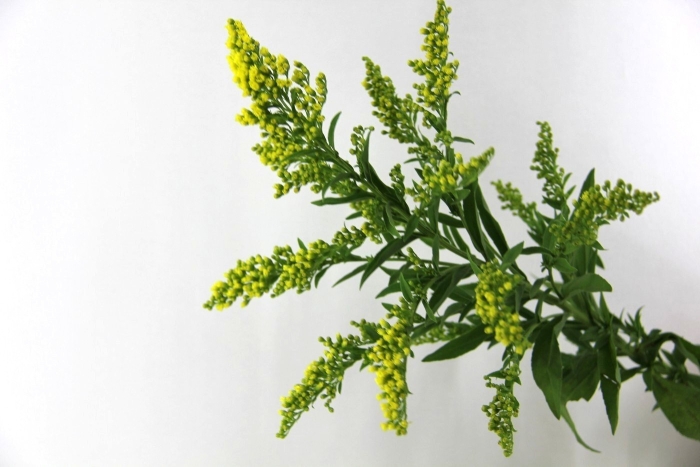 Солидаго лимониум