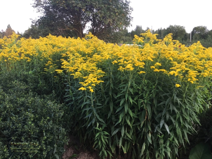 Канадский золотарник