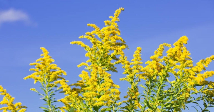 Золотарник солидаго