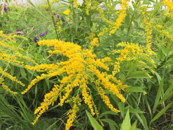 Амброзия золотарник