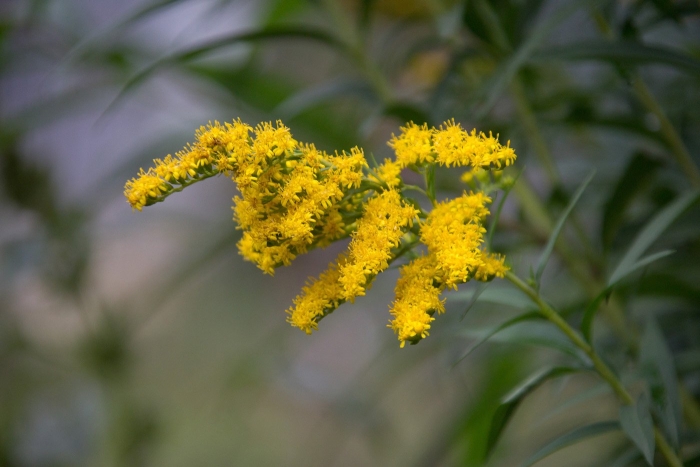 Золотарник (solidago) goldkind