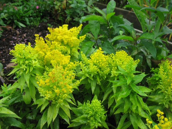 Солидаго гибридный