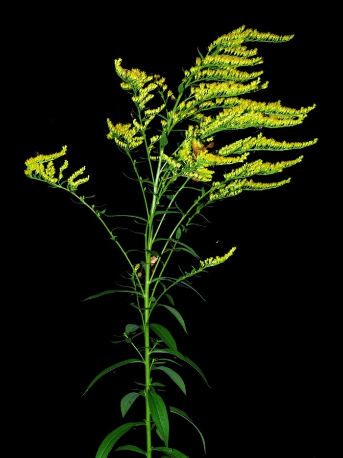 Солидаго скученный