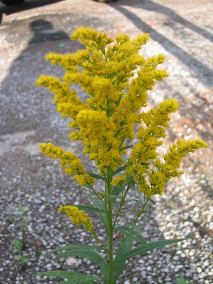 Солидаго жозефина