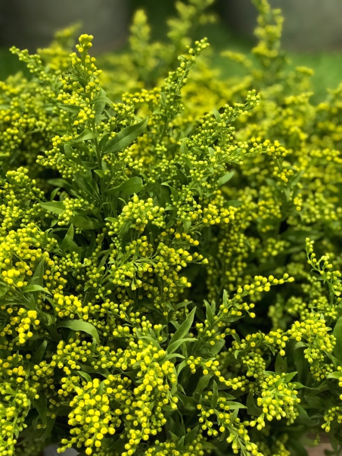 Солидаго грин