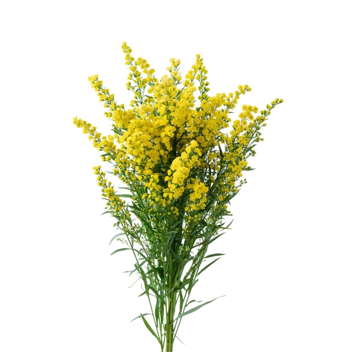 Солидаго голдкайнд