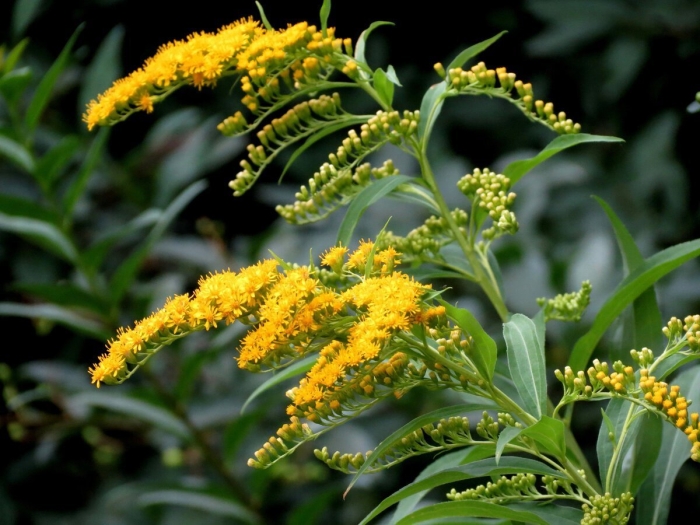 Золотарник гибридный