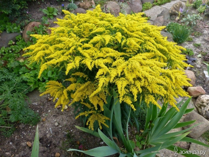 Золотарник солидаго