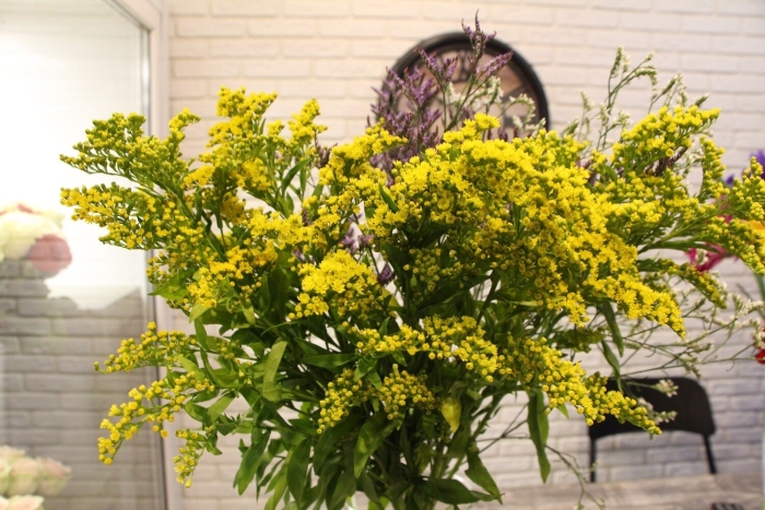 Солидаго растение