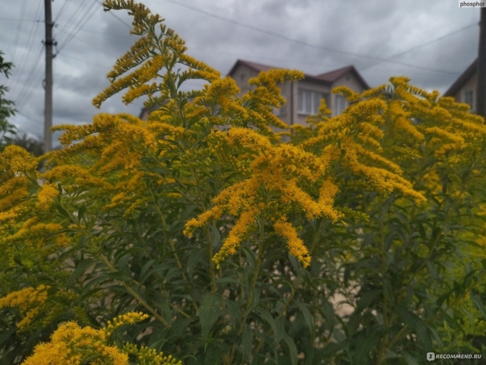 Золотарник солидаго