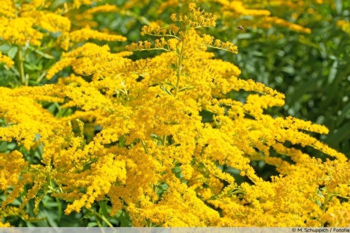 Золотарник солидаго