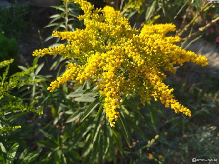 Золотарник солидаго