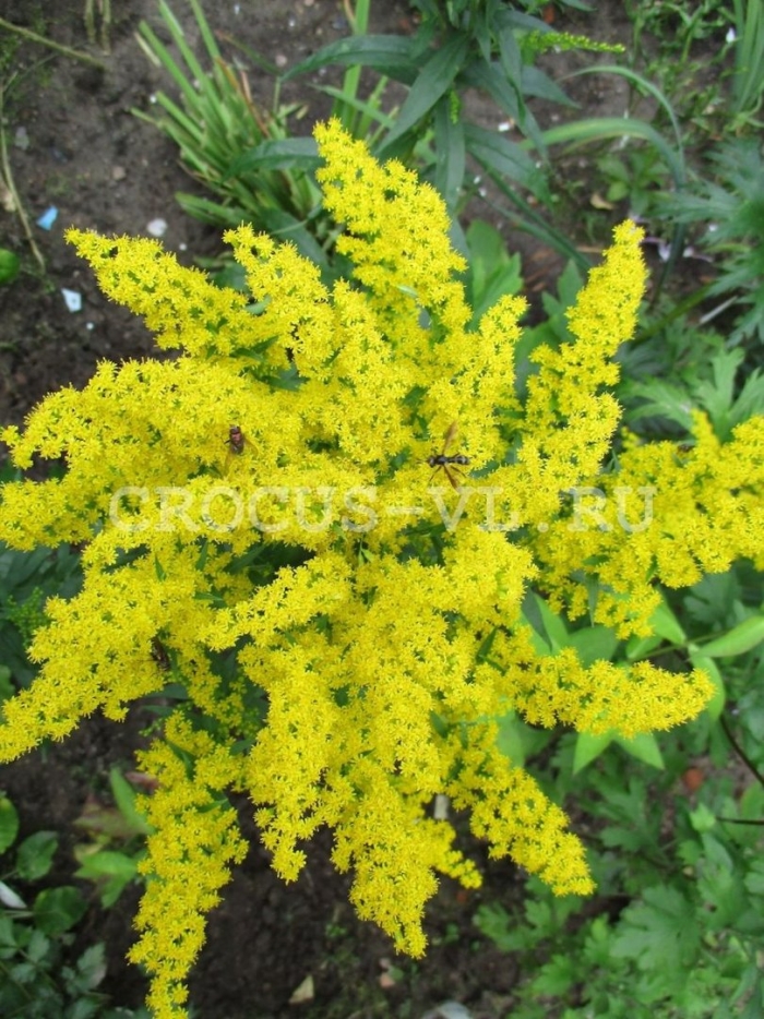 Золотарник гибридный страхленкрон