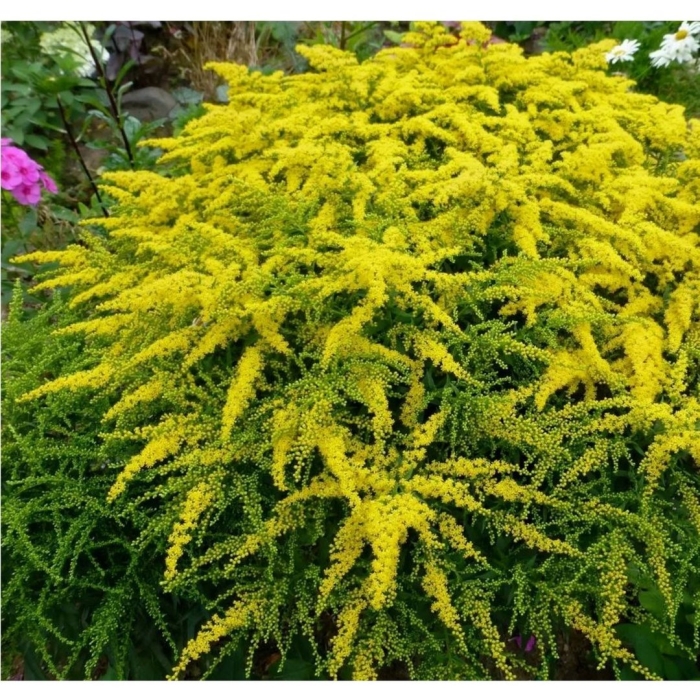 Солидаго гибридный