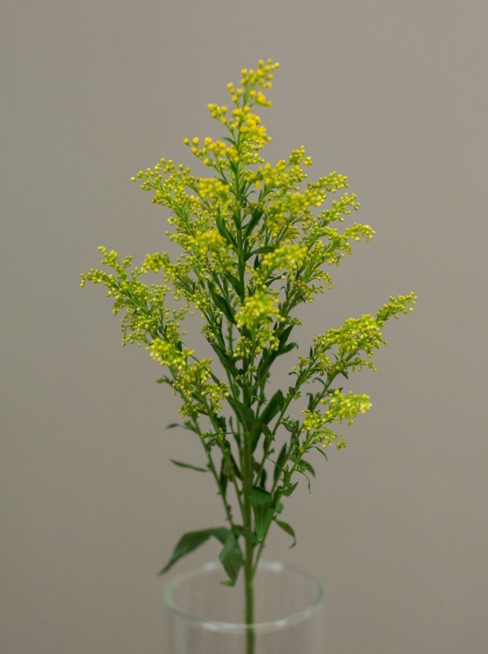 Золотарник солидаго