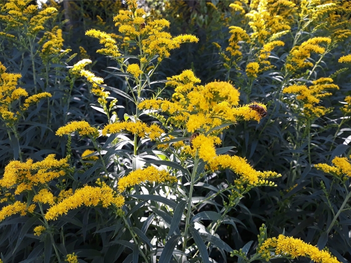 Solidago nemoralis