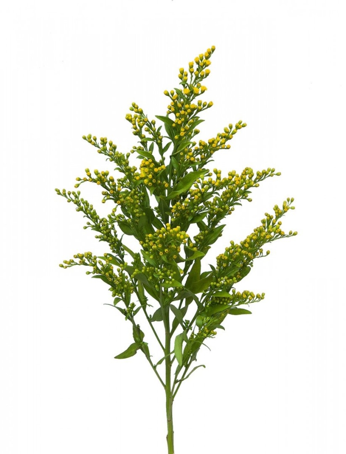 Солидаго golden glory