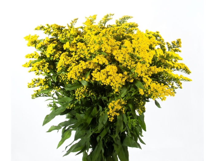 Солидаго голден глори