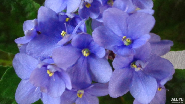 Фиалка голубая оптимара манитоба