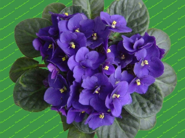 Saintpaulia ionantha