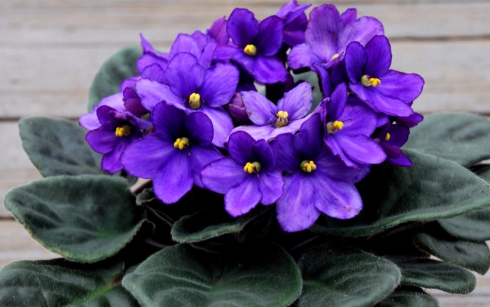 Фиалка комнатная
