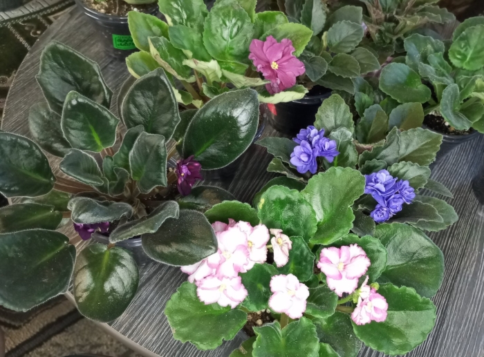 Фиалка узамбарская