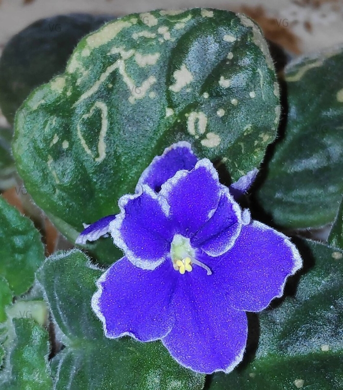 Фиалка сенполия