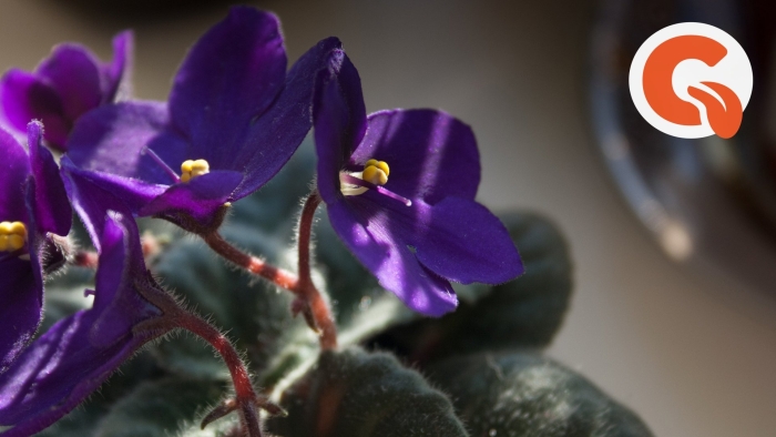 Фиалка пиноккио