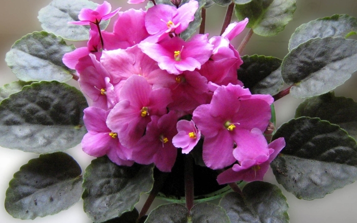 Фиалка saintpaulia