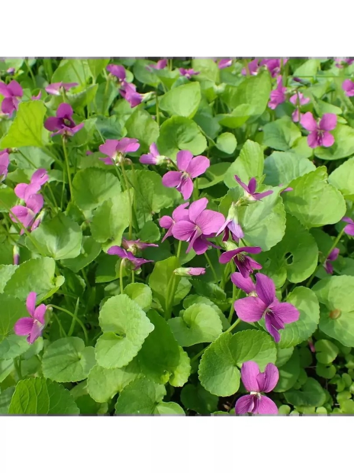 Фиалка (виола) сестринская рубра