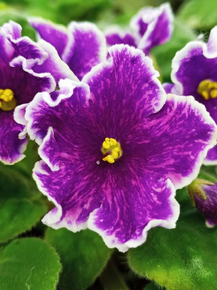 Сорт фиалки просто космос